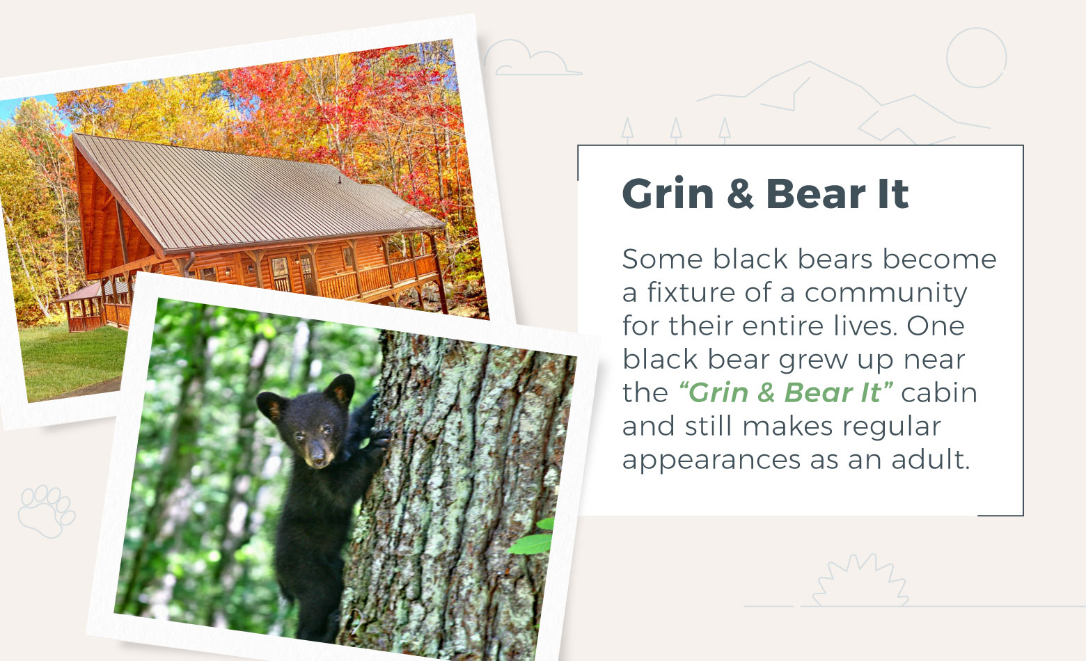 A bear cub that has been spotted at the Grin & Bear It cabin.